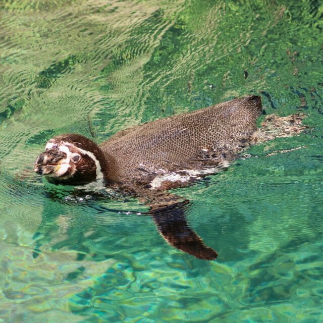 It's #WorldOceansDay! Whether you’re a human breathing landside or a Humboldt penguin riding the currents, a healthy ocean is our ultimate shared life support system. From regulating our climate to providing food, the ocean sustains us all. 🐟🐧

Every drop of water connects us, and every single action matters. Today, let’s remember that ocean conservation isn’t just about saving wildlife, it’s about protecting the planet we all call home. 💙