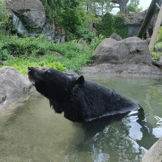 George keeping cool in the pool ☀️

📸 Keeper Kim L.