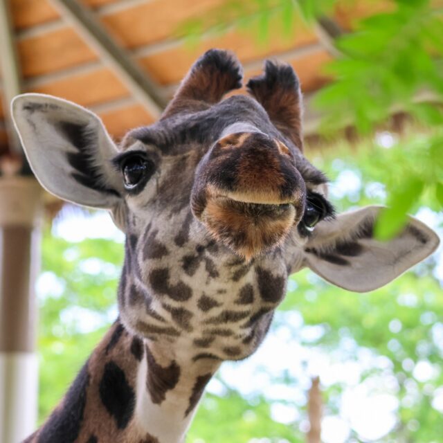 Happy World Giraffe Week! 🦒 When we think of giraffes, we usually think of their incredible height and gentle eyes. But today, we are shining a spot-light on some of their unique and important social behaviors!

🟠 Did you know that giraffe mothers form nursery groups called "crèches?" One mother will watch over multiple calves so the other moms can wander off, forage, and get a much-needed break. This also allows giraffe littles to play, form social bonds, and learn the basics of being a giraffe. 
🟠 Giraffes spend 16-20 hours per day eating. By eating the leaves at the very top of acacia trees, giraffes keep tree growth in check. This allows lower-level plants to get sunlight, feeding the rest of the ecosystem as well. 
🟠 For a long time, people thought giraffes were mostly mute. Turns out, they hum to each other at night! They also use “infrasound” (low-frequency noises) that travel across vast distances below the range of human hearing.

For more interesting facts and giraffe week activities, visit: www.worldgiraffeweek.org/education and join us to celebrate World Giraffe Day on Friday, June 19th from 11am - 2pm 🦒🧡

#worldgiraffeweek #giraffes #zoo #conservation