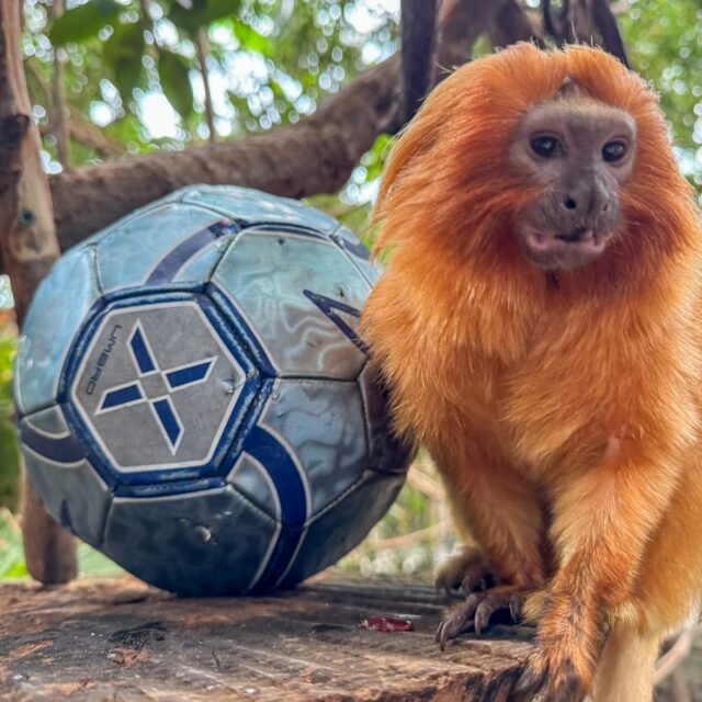 ⚽ We are celebrating the summer of soccer with $5 off adult admission when you wear your team's soccer jersey to the Zoo now - July 10th!

Plus, don't forget to join us on for "World Soccer Day at the Zoo" on June 20th! Guests can enjoy interactive fan zones with local soccer organizations: New England Revs, RIFC, and Boston Legacy. Plus, enjoy keeper chats while watching our animals get in on the action with special soccer-themed enrichment sessions.