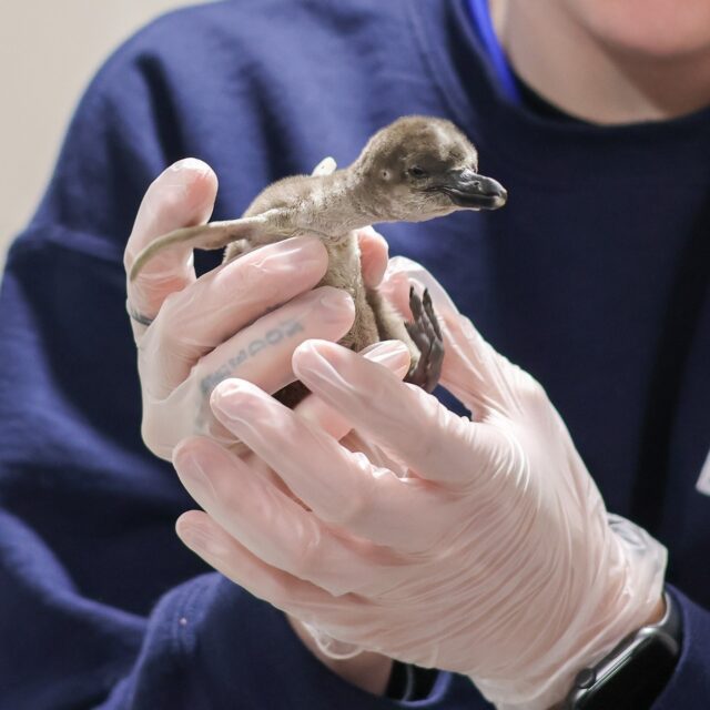 We have some egg-stra adorable news! 🐧 We are delighted to share that three Humboldt penguin chicks successfully hatched this April. Swipe to see them grow!

Every new chick is a victory for this vulnerable species, but this trio required a true team effort. Shortly after hatching, our dedicated animal care and veterinary teams realized the chicks needed some extra assistance. They immediately stepped in to provide around-the-clock care and hand-feed the newborns, ensuring they received proper nutrition during their most critical milestones. We are happy to report that their health improved greatly with this specialized care!

Visitors won't be able to see them in the main habitat just yet. As they molt out of their “fuzzy baby britches” and into smooth juvenile tuxedo feathers, they are continuing to bond with their care team who will support them through swim school, then re-introduce them to the rest of their friends and family. Once they are cleared as expert swimmers, they will make their official public debut. For now, keep following along on our social media channels for updates!