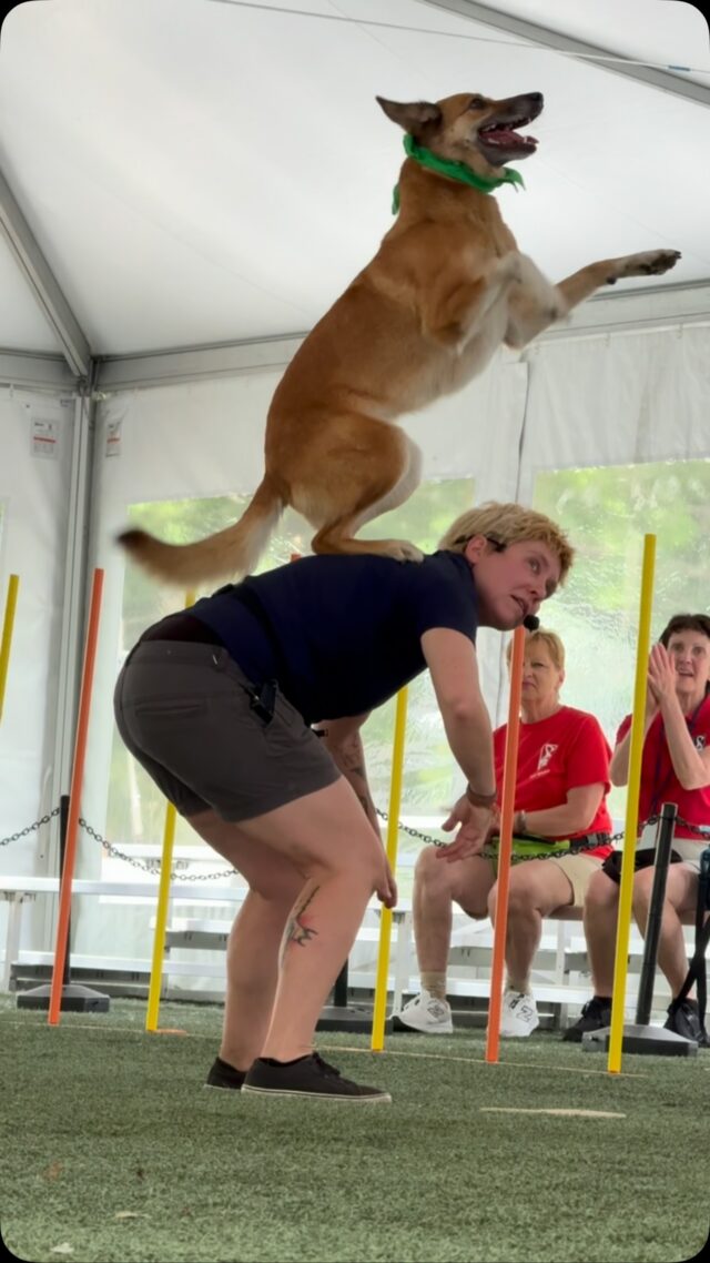 The Canine Champions for Conservation stunt dog show gets 2 paws up! 🐾 Don’t miss these incredible performances with an important message running twice daily on Wednesdays - Sundays from Now - September 7th! 🐶

Canine Champions for Conservation is brought to you by Stunt Dog Show Productions: https://www.stuntdog.com/