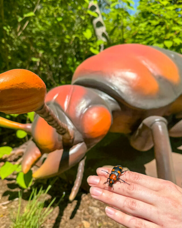 Meet nature’s tiny recyclers - the endangered American burying beetle! While Rhode Island’s state insect is too rare to spot on a regular stroll, you can get a closer look at our larger-than-life animatronic version on the Bug’s World trail. Roger Williams Park Zoo has been at the forefront of conserving this species for nearly 30 years, protecting the vital role they play in bringing nutrients back into our soil. 

Head over to A Bug's World to see and learn about over 60 giant insects in action. Gab your tickets today at rwpzoo.org/bugs for a big adventure from a small point of view! 🪲✨