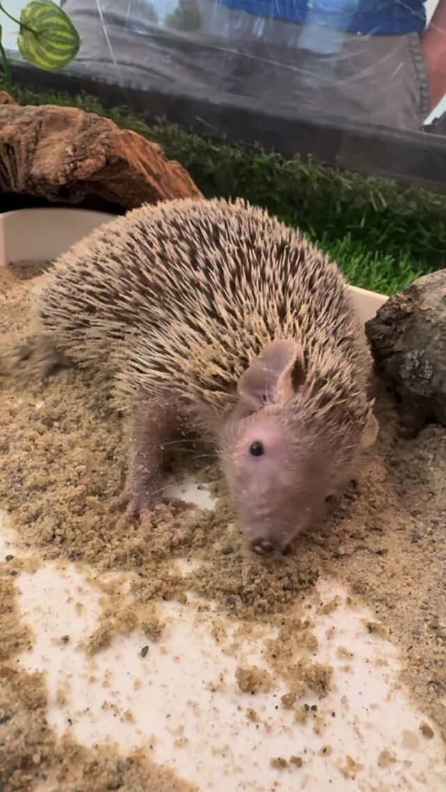 ✨This is the life✨ of a tenrec taking a sand bath! Tenrecs use dust or sand baths to absorb excess oils, clean their fur, and exfoliate their skin. 🛁🧼
•
•
#thisisthelife #hannahmontana #tenrec #bathtime #adorable