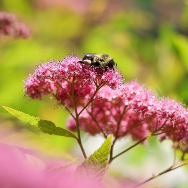 It's National Pollinator Month! 🐝🌸🦋 We are celebrating the tiny heroes that keep our planet blooming! From beautiful butterflies to hardworking bees, pollinators do so much for our ecosystem.

Want to see them in a whole new light? Come visit A Bug’s World and discover the incredible world of BIG bugs that make a BIG impact! 

💗 Plus, every Zoo visit makes a difference: Did you know that 25¢ from every general admission ticket sold goes directly to support conservation organizations like The Pollinator Partnership?

Grab your tickets today, learn how to protect our pollinator pals, and help us make a big difference! rwpzoo.org/tickets ✨