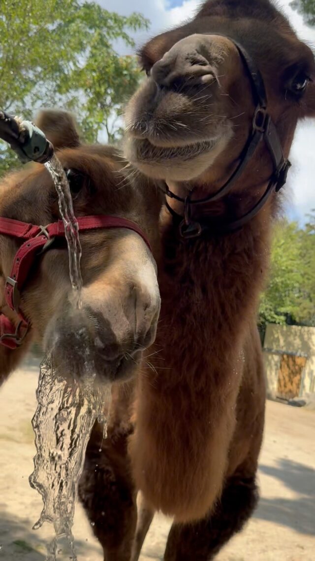 Humpy World Camel Day from Nova and Oliver, our two Bactrian camels! 🐫 🤎
.
. 
#camels #worldcamelday #zoo #animals