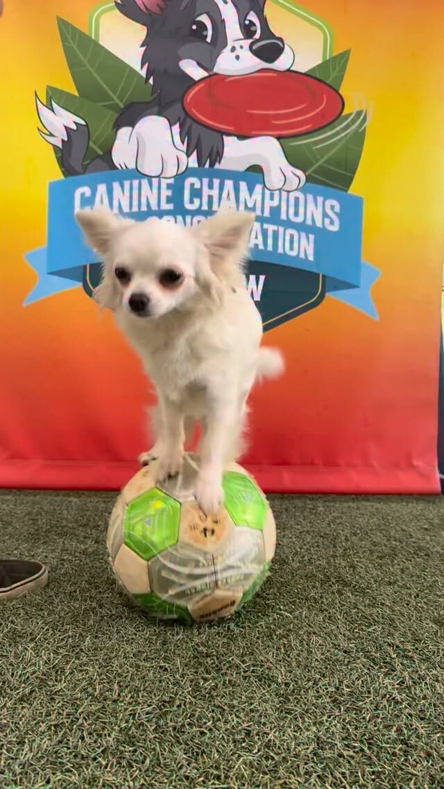 Ham is ready for her World Cup debut! ⚽️ If you visit the Zoo tomorrow, Saturday, June 20th you can catch Ham making her soccer debut at the 11am and 2pm Canine Champions for Conservation dog shows! 

Plus, enjoy the rest of the Summer of Soccer festivities like soccer ball animal enrichment, $5 discount off adult admission when you wear your team’s soccer jersey, and more! 

Canine Champions for Conservation is brought to you by Stunt Dog Show Productions www.stuntdog.com 👏