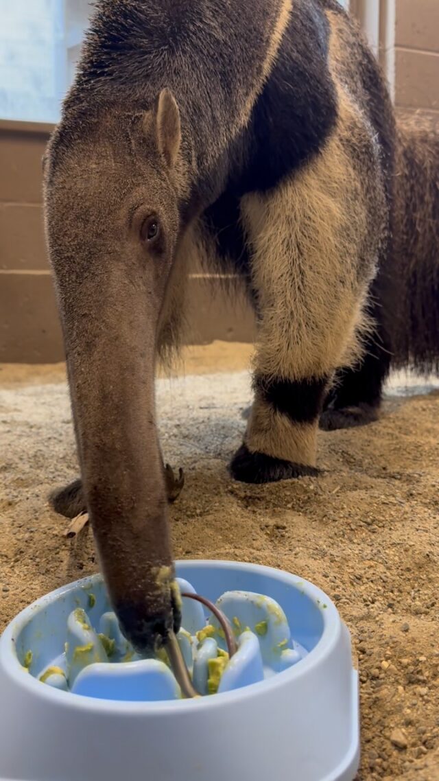 🔊 Sound up for #TongueOutTuesday ASMR with Delilah the giant anteater! 🥑😛

.
.
#asmr #eatingsounds #animals #anteater
