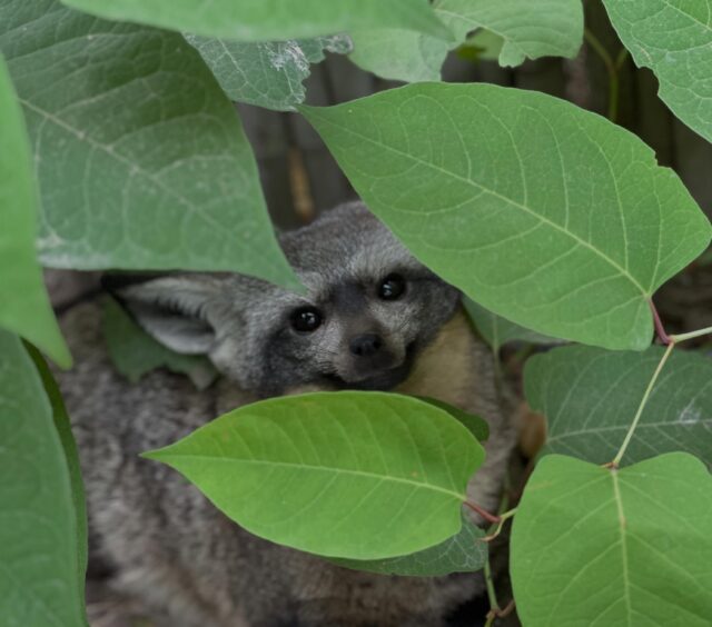 Mokala is unbe-leaf-ably adorable! 🌿

📸 Keeper Jillian
