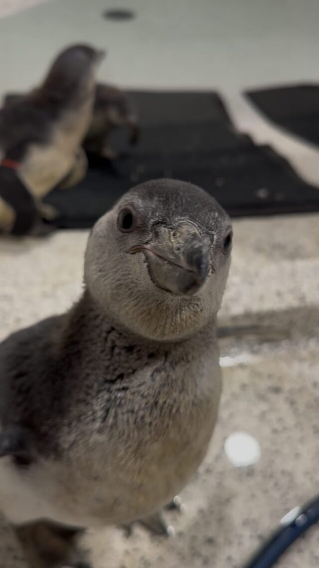 Swim school is in session! 🐧🌊 

Our three Humboldt penguin chicks have grown their waterproof juvenile feathers and have begun swim lessons with their keepers! They remain behind the scenes as they attend swim school and prepare to be re-introduced to the rest of the colony. 

#penguins #chicks #zoo #swimming #cute