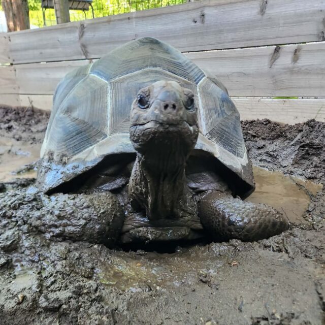 Nothing like a pile of mud or a splash pad to keep cool in this heat! ☀️ A huge thank you to all of our incredible keepers working hard to keep our animals cool and comfortable during this heat wave. 🫶🏼

📸 Keeper Kim W.