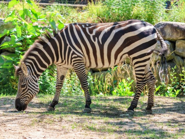 Bold stripes and summer vibes! 🌞 Did you know that a zebra's stripes can act as a natural deterent for insects? The contrasting stripes create a visual illusion that disrupts how approaching flies perceive motion. As a result, they cannot slow down properly to make a controlled landing. 🪰