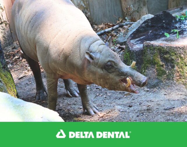 It's #ToothTime presented by Delta Dental of RI! Did you know that male babirusas have upper canine teeth that don't grow into their mouths? Their unique tusks grow upward, right through the top of their snouts, curving back toward their foreheads. This dental adaptation is used for displaying to potential mates and protecting their face during male-to-male combat.

🦷 Smart Smile Tip: Like a babirusa’s growing tusks, your teeth need regular care to stay healthy. Brush twice a day, floss every day, and visit the dentist to help stop small problems from becoming big ones. Happy #NationalSmileMonth! 😄