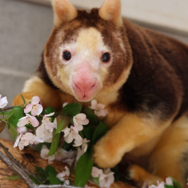 20 Years of Queen LaRoo! 👑🎉💛 LaRoo, our eldest female Matschie's tree kangaroo is celebrating her 20th birthday today, a very impressive milestone for her species. 

She was showered with love and celebrated by staff wearing crowns with her face on them. Join us in sending her some extra special birthday love! 🎁