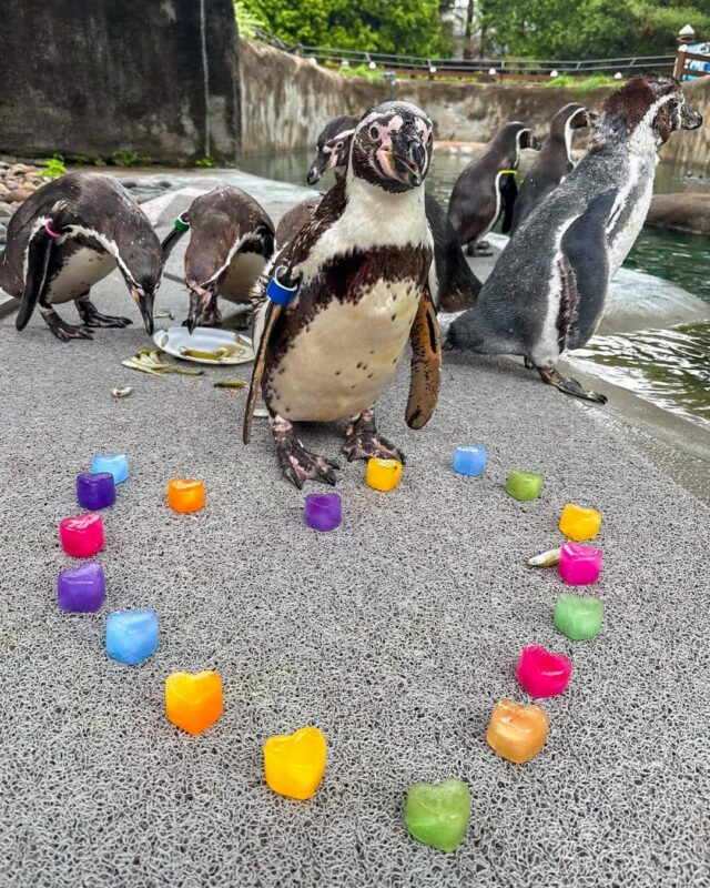 Our PRIDE doesn’t end when June does! 🏳️‍🌈✨ At the Zoo, we celebrate diversity, inclusion, and love in all its forms every single day of the year.

The celebration continues 🎉 Join us in just 12 days for our 21+ Party with Pride event! Enjoy drag performances, nature is queer animal chats, and connect with local LGBTQIA+ and allied organizations. Grab your tickets at the link in our bio! 🎟️