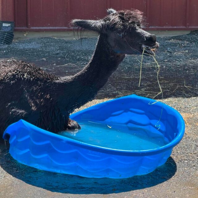 ⚠️ Due to the extreme heat forecast, Zoo admission is entirely FREE this Thursday and Friday, July 2 and 3. Some animals may choose to remain indoors or in shaded areas to stay cool, so guests may not see all animals during their visit. Stay cool, stay hydrated (bring your refillable water bottle and use our filling stations), and come enjoy our indoor exhibits, misting stations and water play in the Big Backyard!

And don't foreget, In celebration of the semiquincentennial (America's 250th) we are offering a special $4 admission rate for the entire day on the 4th of July. Tickets can be purchased online, or in-person at the gate on July 4, 2026.