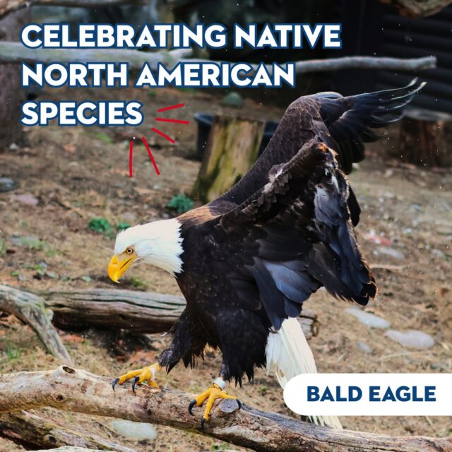 This 4th of July, we’re celebrating some of America's native species that call our Zoo home! 🦅🦬 From the majestic bald eagle and roaming bison to the speedy pronghorn, wild turkeys, and rare red wolf, North America is home to some truly incredible wildlife.

🎉Reminder: Today we are offering $4 admission all day long in celebration of America's 250th. We hope you can join us for a day of wild fun! 

🦅 Please note: our bald eagles are currently behind the scenes while their habitat is under maintenance.