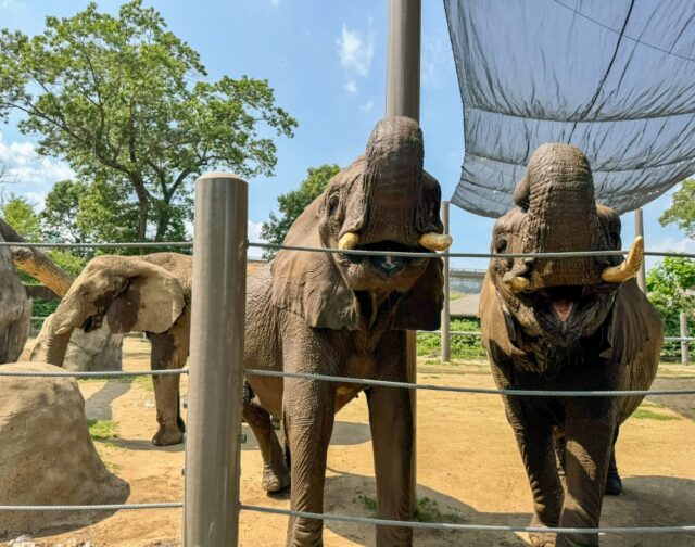 Today, Roger Williams Park Zoo announces that after an extensive evaluation process, The Elephant Sanctuary in Tennessee has been selected as the future home for our beloved African elephants Alice, Ginny, and Kate. 

For more details, visit: rwpzoo.org/elephantannouncement/ for the full press release.