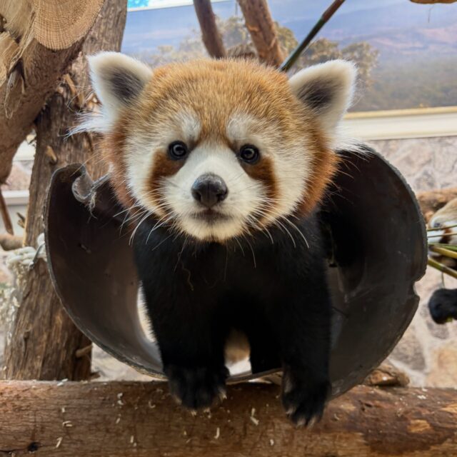 Happy 1st Birthday to red panda cub Sokka! 🎉 ❤️ Help us wish him a very special day! 🥳 

A year ago on the 4th of July, keepers were overjoyed to find that mom Zan had her twins Sokka and Katara!
Katara has recently moved to another Zoo, and Sokka will also be moving later this year, both as breeding recommendations for the Red Panda Species Survival Plan. We are wishing them both a very happy birthday and can’t wait to follow their journeys!! ❤️
