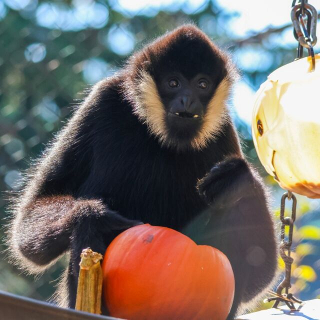 Double the reasons to go WILD today! 🎃🍬 Not only is Spooky Zoo happening today and tomorrow, but it’s also #InternationalGibbonDay today! Our gibbons Ari and Quon celebrated with some special pumpkin enrichment, and they are swinging straight into the Halloween spirit. 

Come see the other animals enjoying their pumpkin enrichment & join in on the trick-or-treating fun this weekend at Spooky Zoo! Visit rwpzoo.org to plan your festive family day at the Zoo 🦒🍂