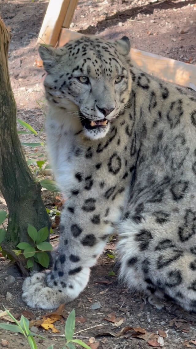 All smiles for International Snow Leopard Day 🩶 Here, Sabu our male snow leopard, is actually showing a Flehmen response and using his Jacobson’s organ located on the roof of his mouth to analyze chemical signals like pheromones and scent markers. 

#internationalsnowleopardday