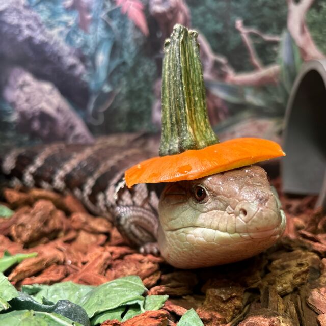 Celebrating National Pumpkin Day in gourd vibes 🎃

Our ambassador animals enjoyed their pumpkin enrichment in a few different forms, including George the porcupine enjoying some “pumpkin pie”😋

📸 Keeper Emily

🎃 @confredafarms donated these pumpkins for our animals to enjoy 🧡
