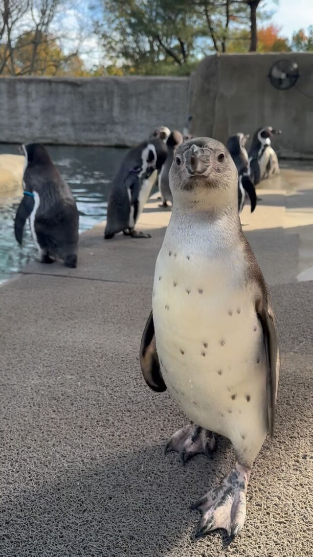 Waddling into your timeline like 🐧